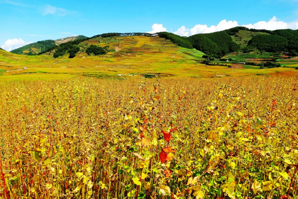 CEC987E45F5B9BA4B61007AF5B3_AD28875E_7A866